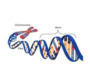 Using Genetic Family Histories in Dermatological Practice