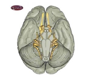 Cranial Nerves One to Six