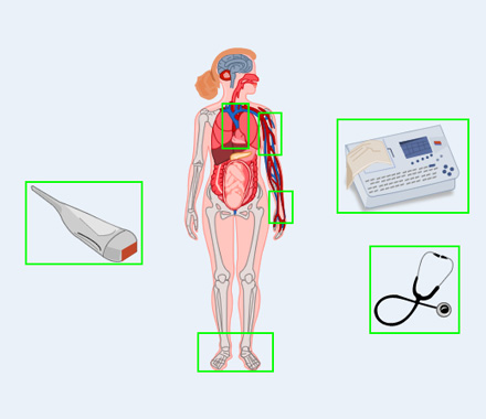 The Physiology of Pregnancy