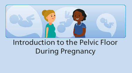 Introduction to the Pelvic Floor during Pregnancy